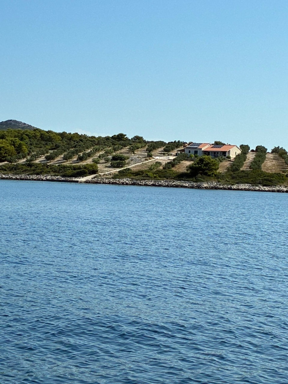 Kroatien - Drage - Olivenplantage 
