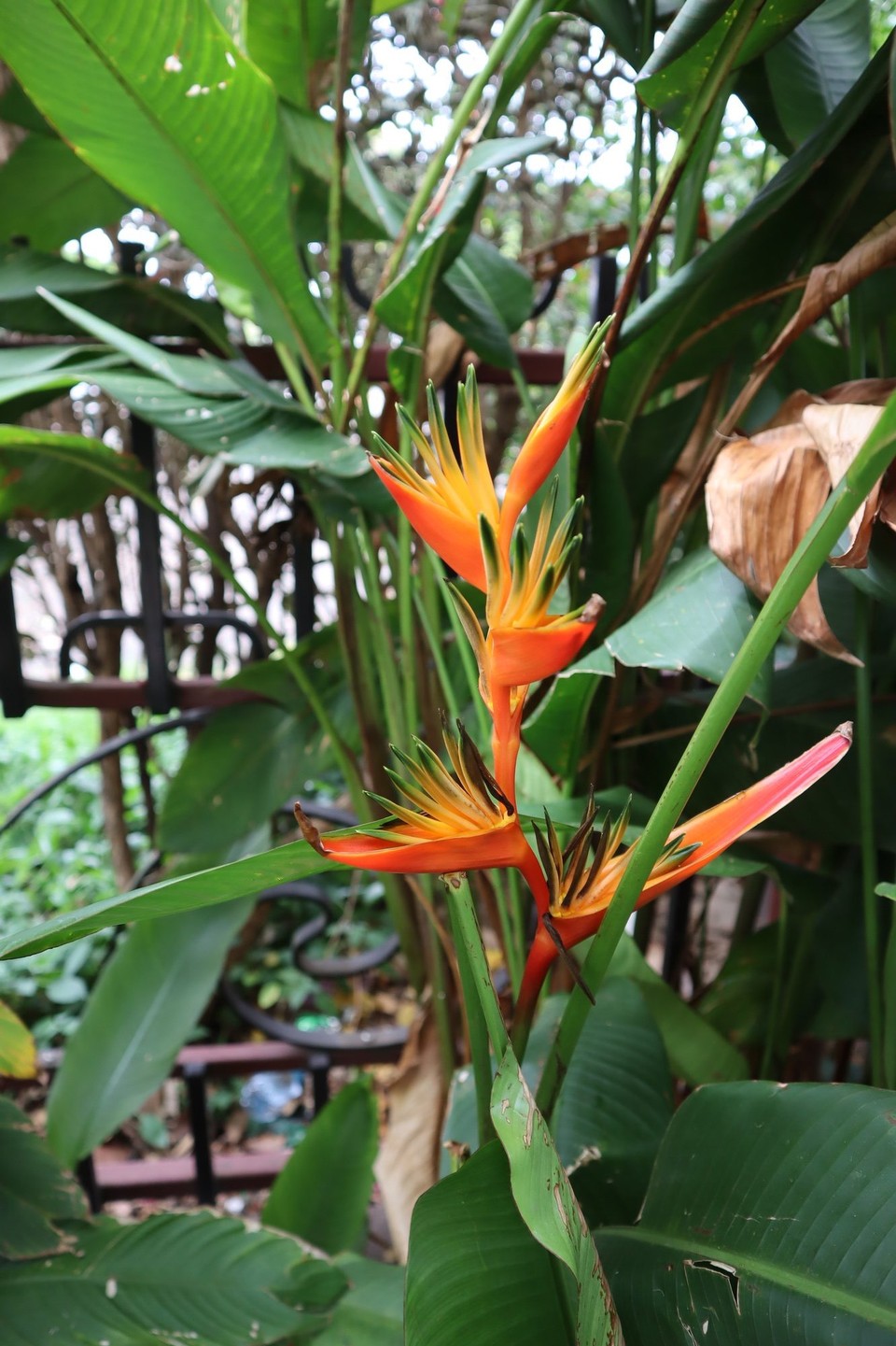 Französisch-Polynesien - Papeete - 