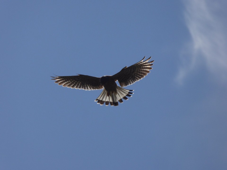 United Kingdom - Frinton-On-Sea - Hoping this kestrel at the seafront is keeping the rat population at bay.