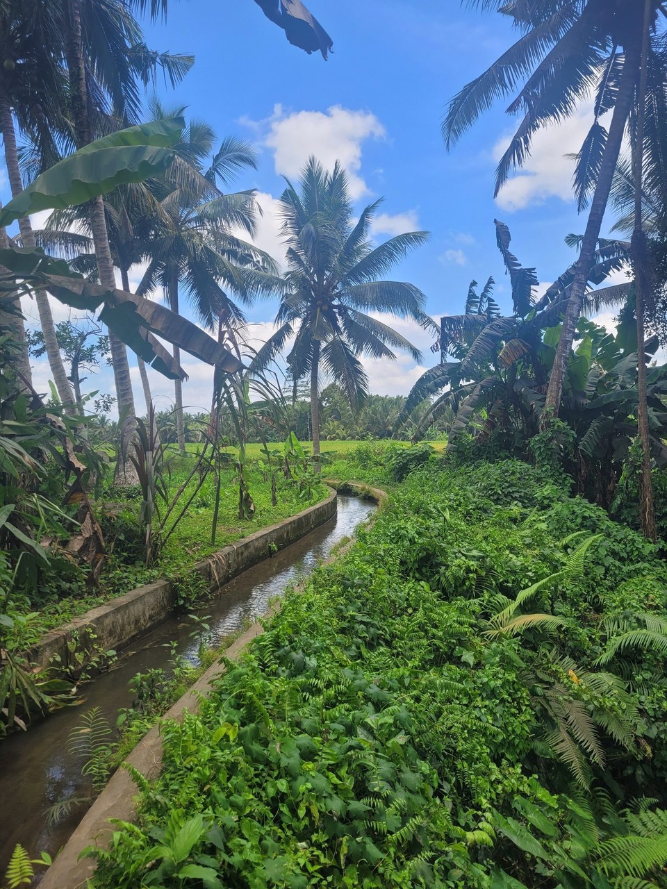 Indonesien - Ubud - 