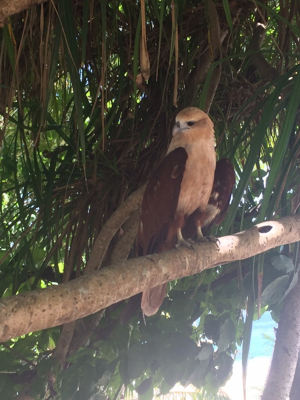  - Sablayan, Occidental Mindoro - Eagle eye