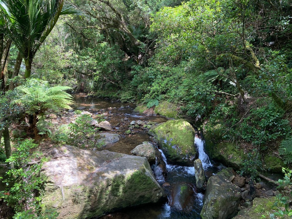 Neuseeland - Coromandel Forest Park - 