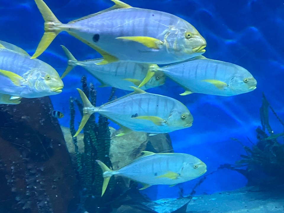 Australien - Melbourne - Im Sea Life Aquarium bekamen wird die gesamte Tierwelt in den Ozeanen auf eindrückliche Art live vorgestellt.
