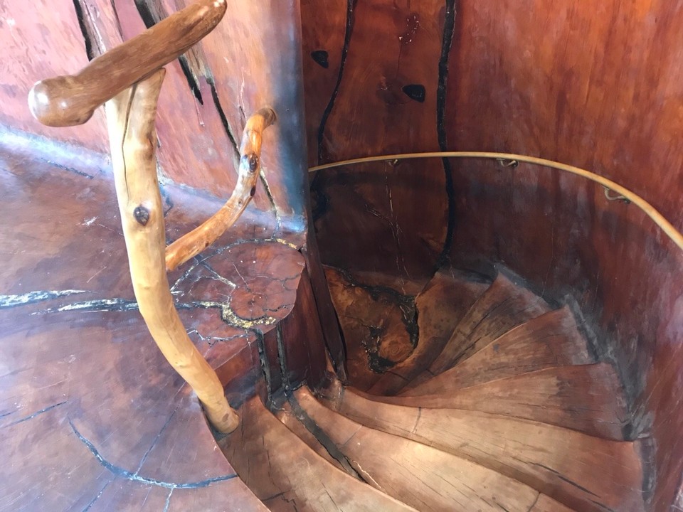 Neuseeland - Paihia - Wendeltreppe im Kauri-Baum