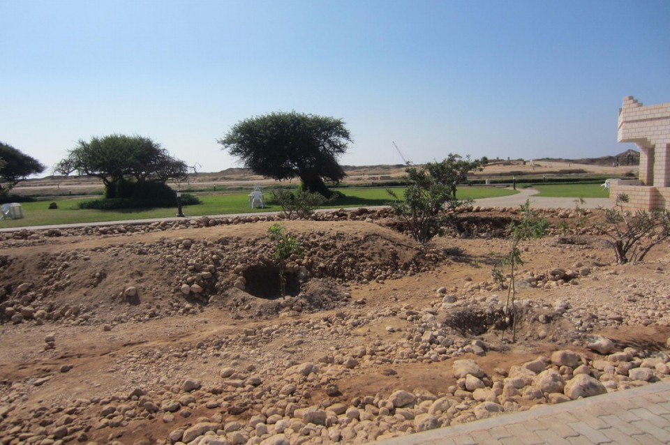 Oman - Salala -  gezüchtete Weihrauchbäume