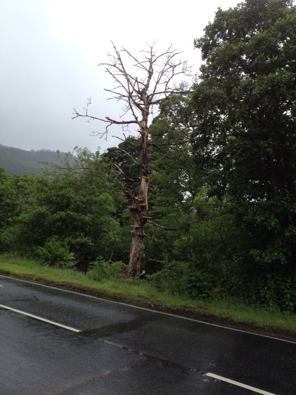  - Vereinigtes Königreich, Fort William, PH33n - 