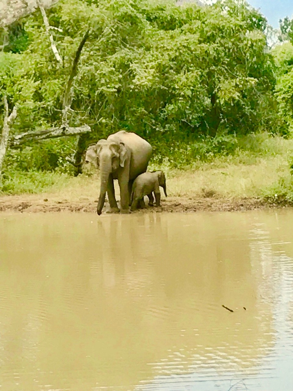 Sri Lanka -  - 