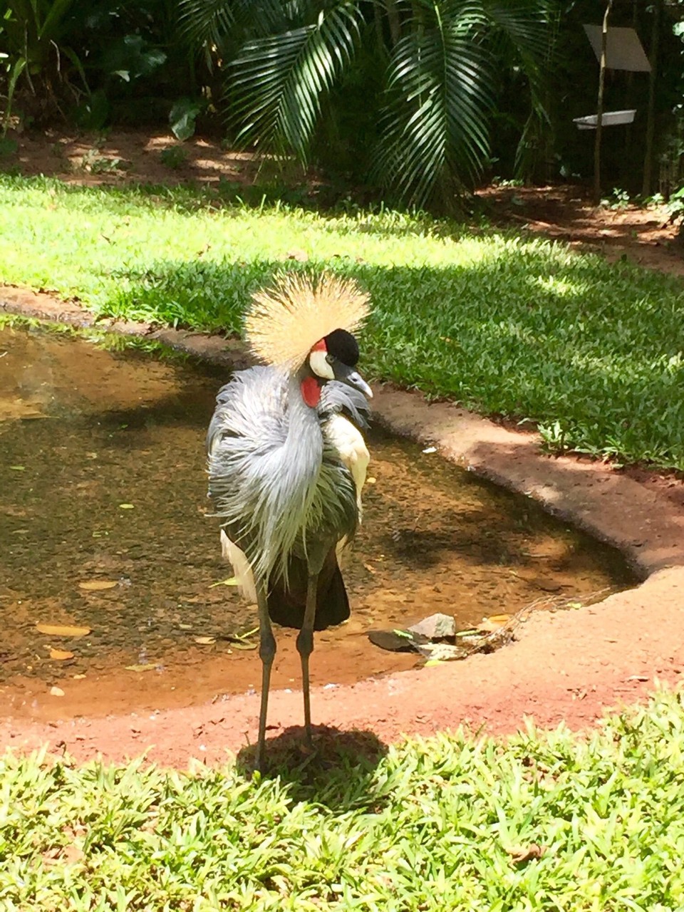 Brasilien - Foz do Iguaçu - Krankschreiben