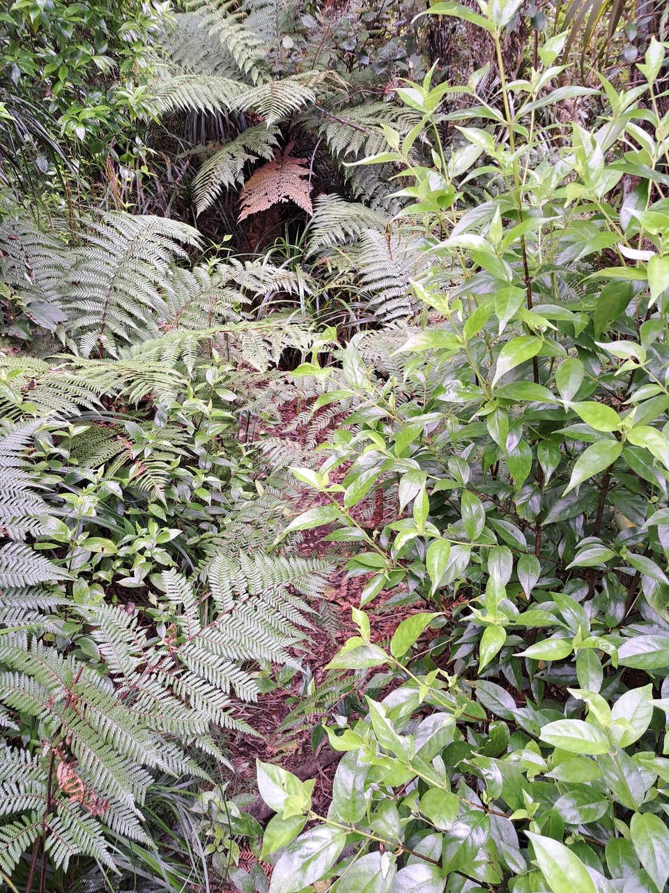Neuseeland - Ngāruawāhia - Der Trail zwischen den Sträucher durch 