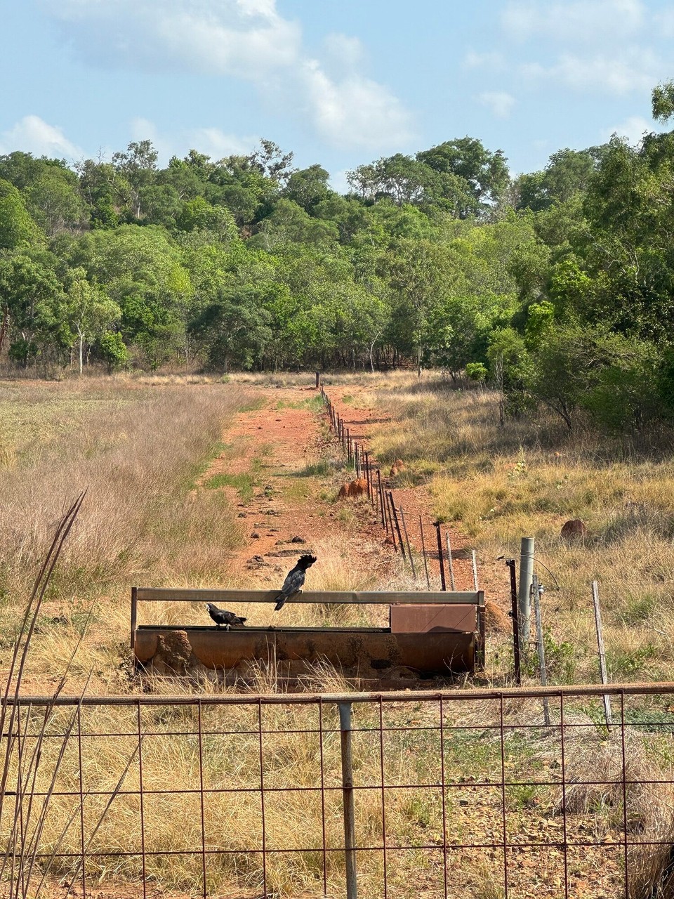 Australien - Jabiru - Schwarze Kakadus odr au Rabenkakadus gnennt😍