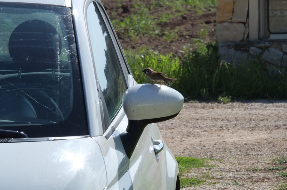  - Italien, Avola - Ein Spatz flirtet mit unserem Auto ... und zwar den ganzen Tag 😂 Abends haben wir dann zwei Tüten über die Spiegel gehängt, damit er davon wieder loskommt.