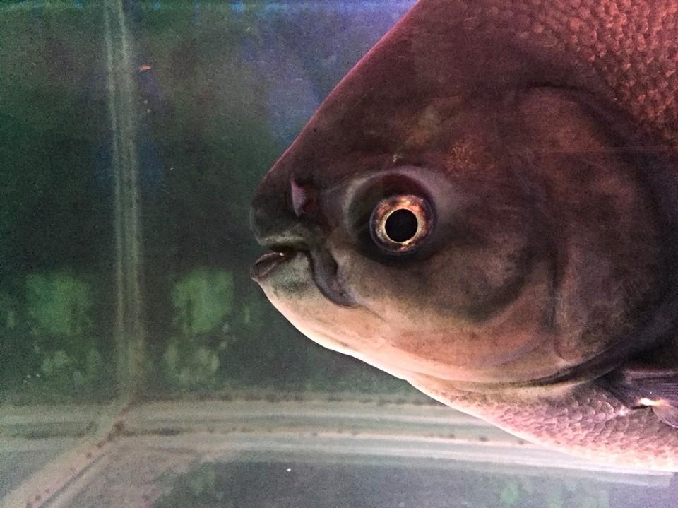 Indien - Udupi - Das legendäre Aquarium auf Udupis Bahnhof. 