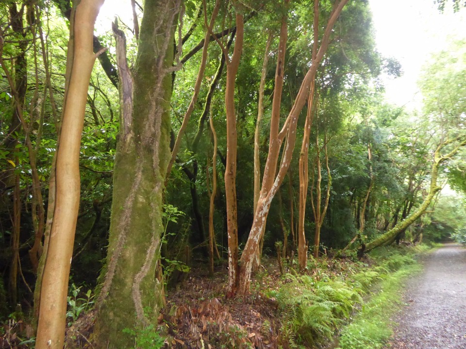 Ireland - Bantry - Walking through the woods we rejoined the road near the 7th century Kilnaruane Pillar Stone, and continued down the Rope Walk. This is a long lane where strands of material were laid before being twisted into rope.