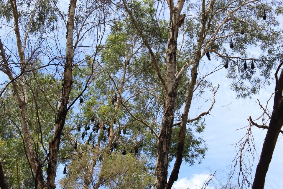 Australien -  - Hängende Fledermäuse