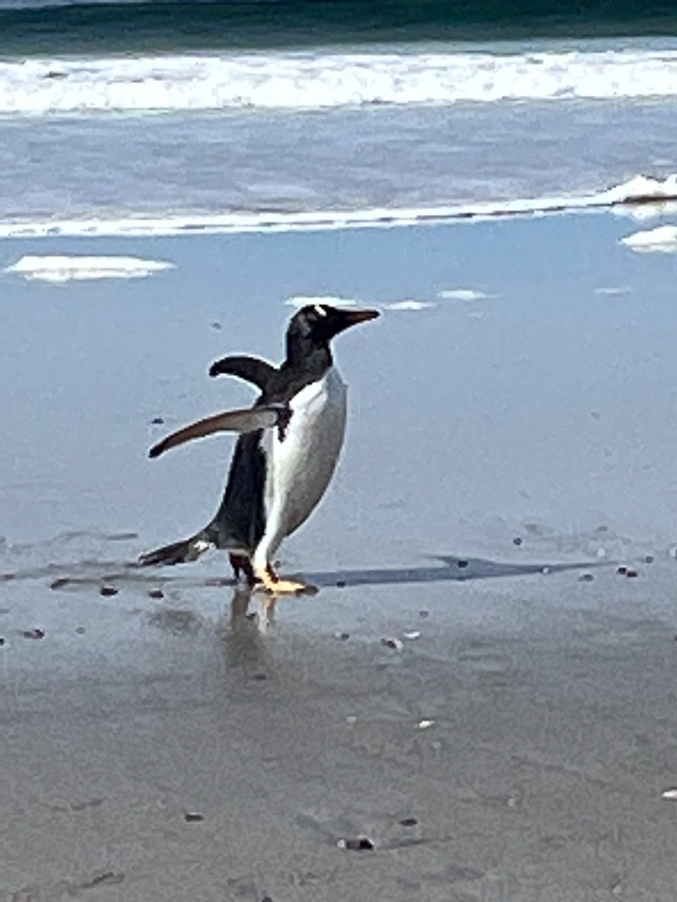 Falkland Islands (Islas Malvinas) - unbekannt - Brrrrr- that water is cold!