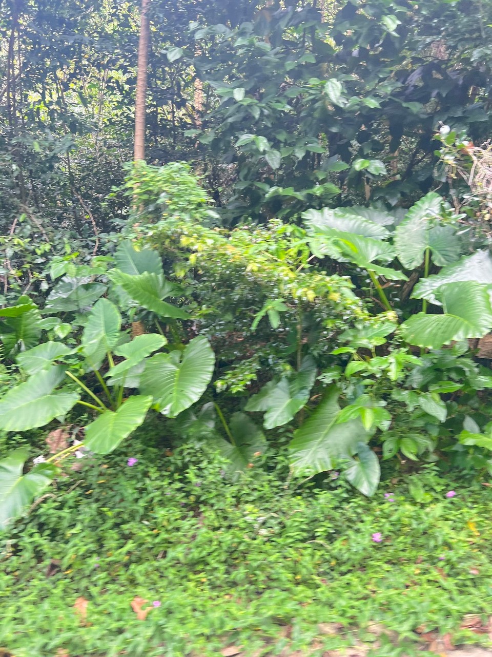 Dominica -  - 
