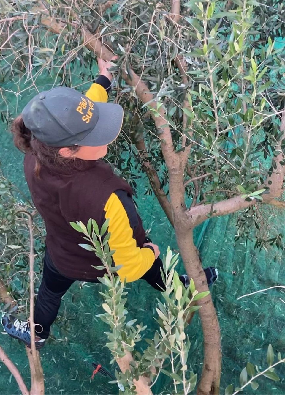 Neuseeland - Ward - Manchmal muss man auch in den Bäumen nachsehen und überprüfen ob auch wirklich alle Oliven abgeschüttelt worden sind 😅