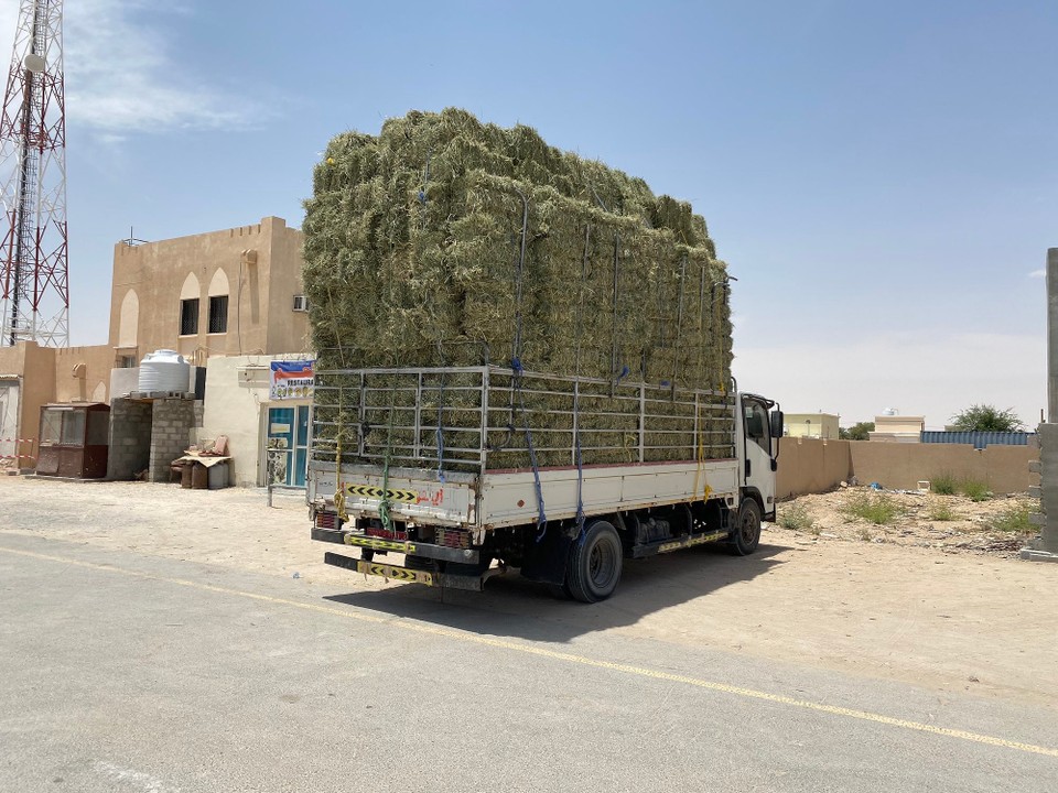 Oman -  - In der Wüste wird Viehfutter angebaut
