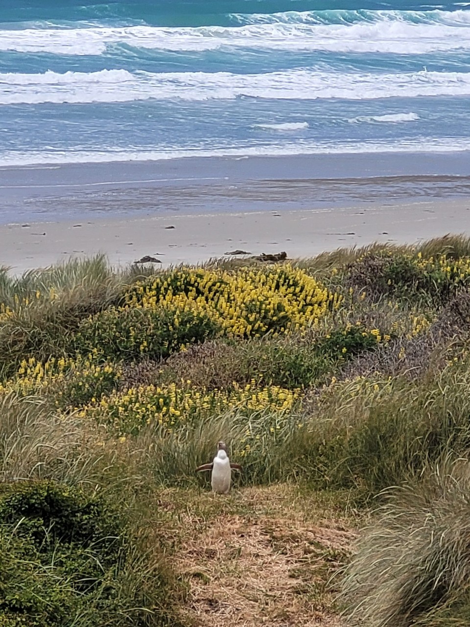Neuseeland - Otago Peninsula - 