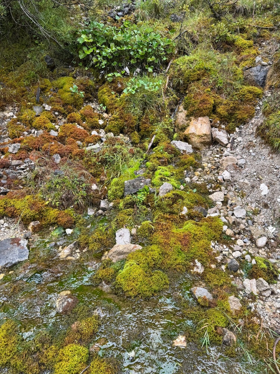 Österreich - Scharnitz - 