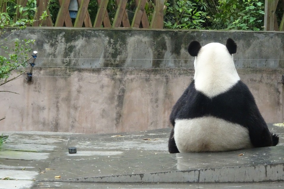 China - Chengdu - 