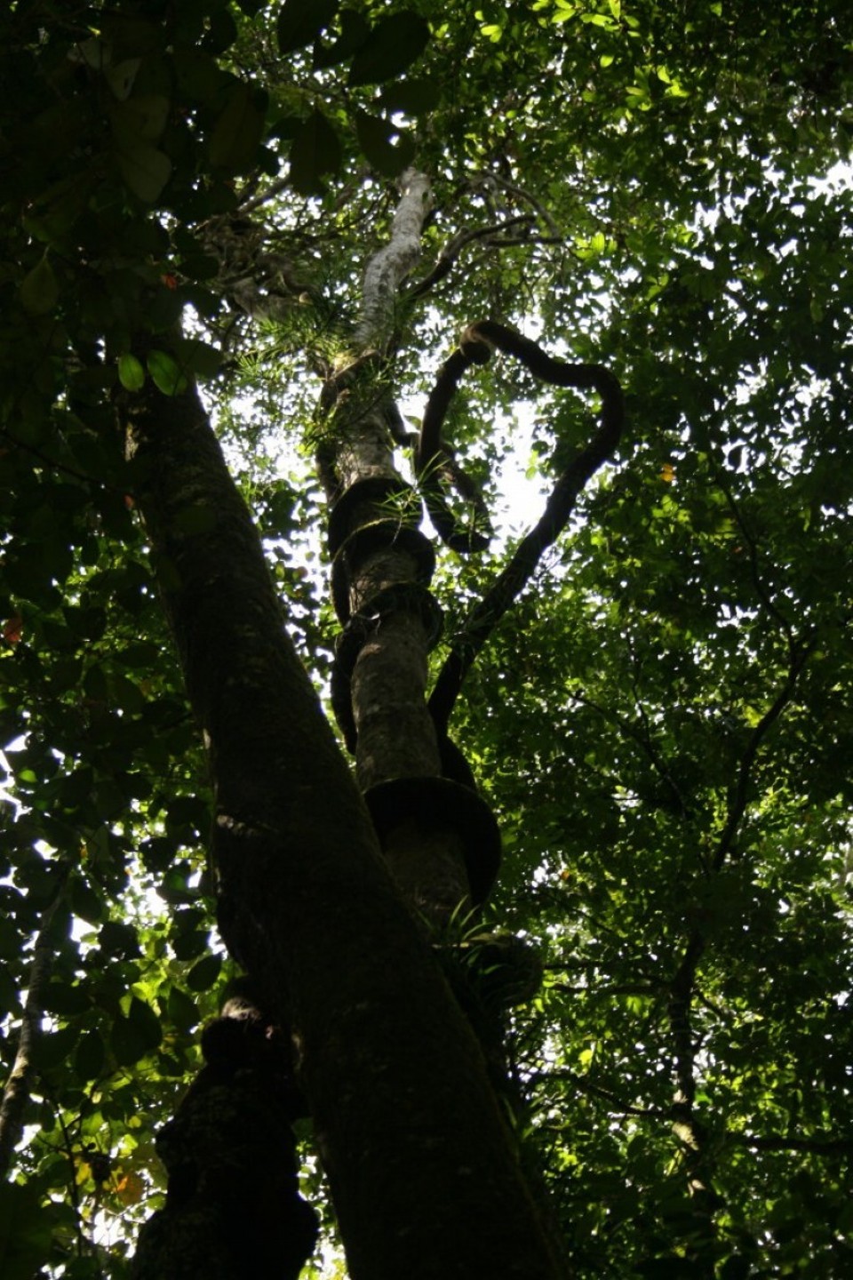 Sri Lanka - Sinharaja Forest - 