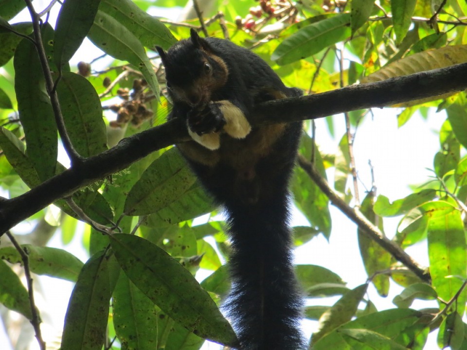 Sri Lanka - Kanneliya - 