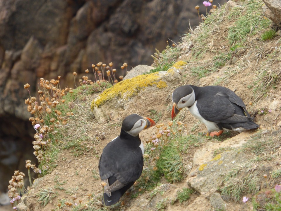 Ireland - Kilmore Quay - Puffins form long-term pair bonds.  The female lays a single egg, and both parents incubate the egg and feed the chick.