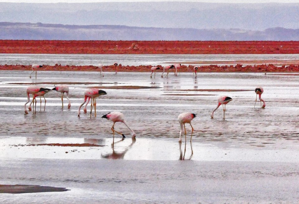 Chile - Atacama Desert - Feeding time is all the time! 