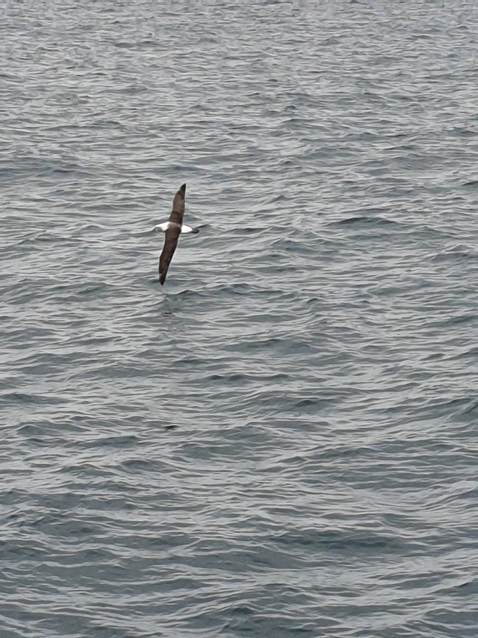 Neuseeland - Kaikoura - 