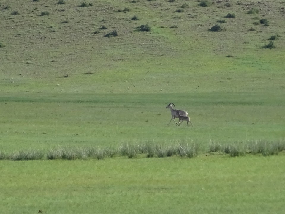 Mongolia - Baganuur - Rare Agali sheep