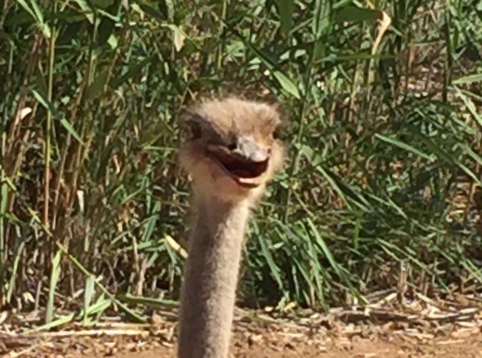 Südafrika - Oudtshoorn - Afrikanischer Strauß 