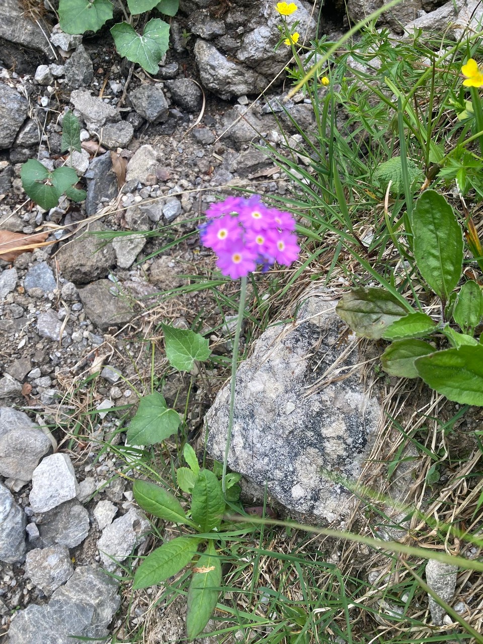Italien - Rodeneck - 