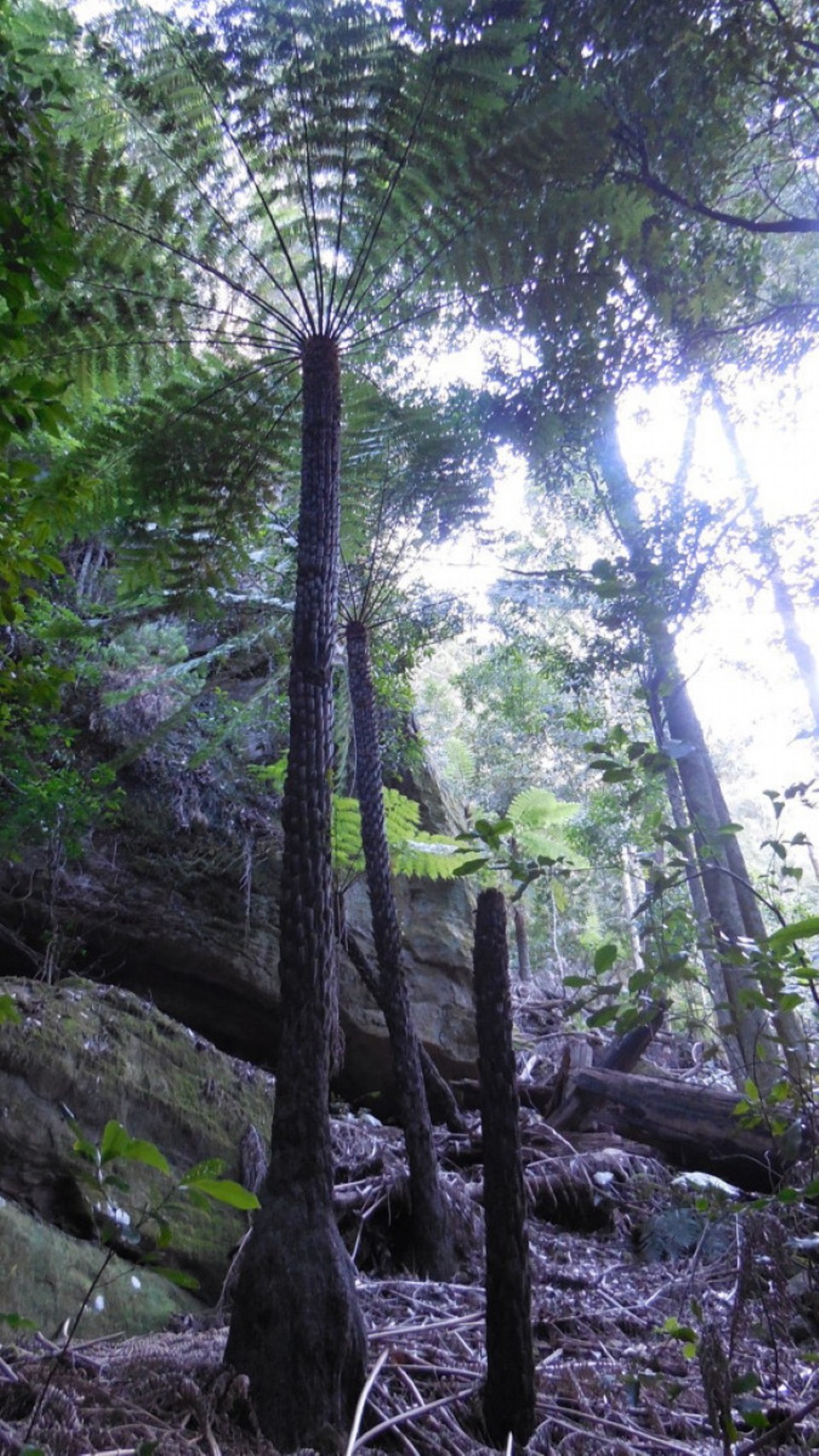 Australien - Sydney - Leura Forrest