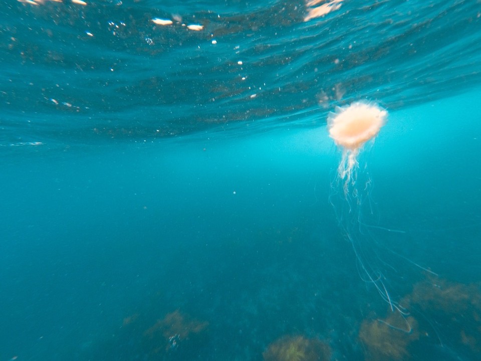 Australia - Montague Island - 