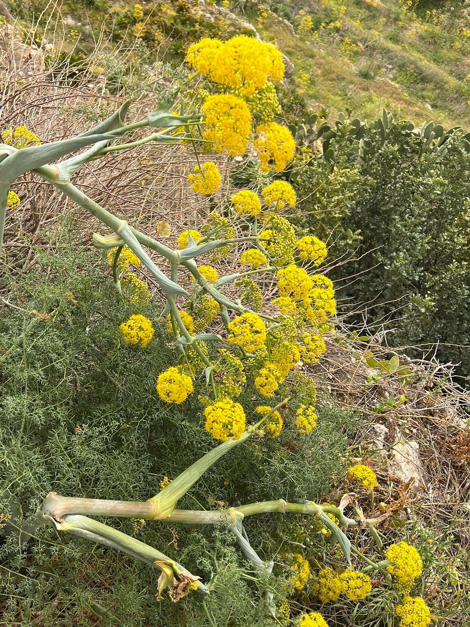 Malta - Qala - 