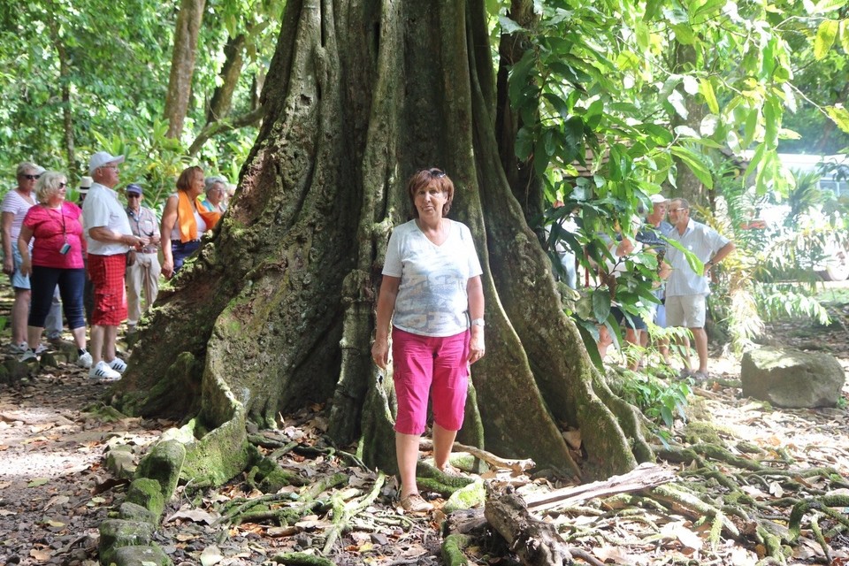 Französisch-Polynesien - Moorea - Siggi versucht eine Wurzel zu ersetzen