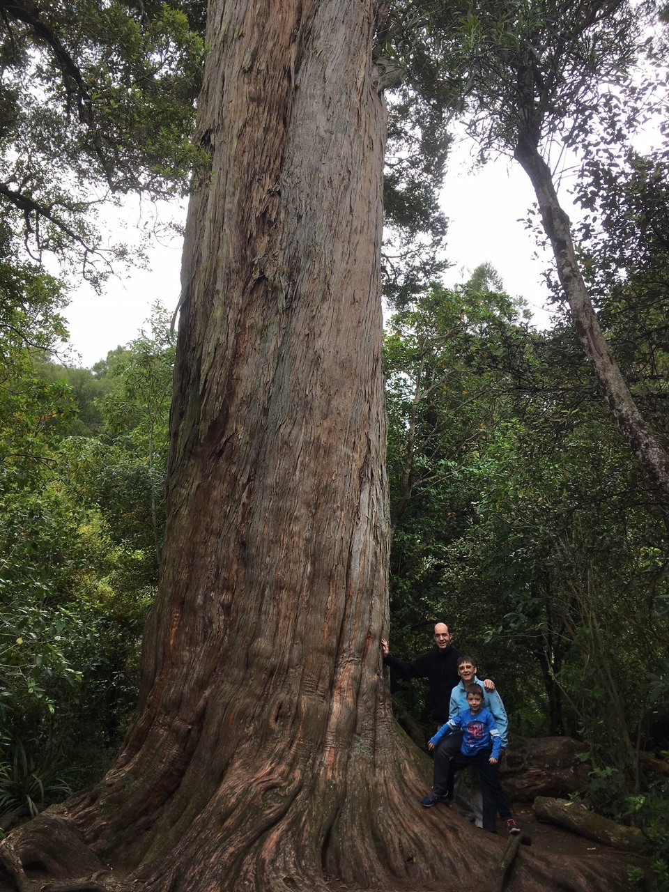 Neuseeland - Peel Forest - 