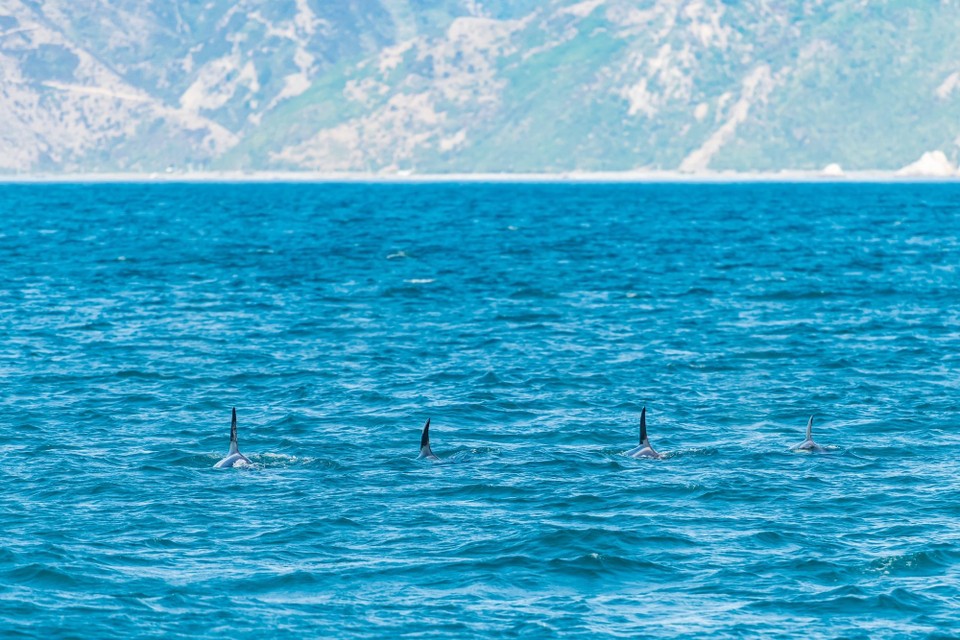 Neuseeland - Kaikoura Central - 
