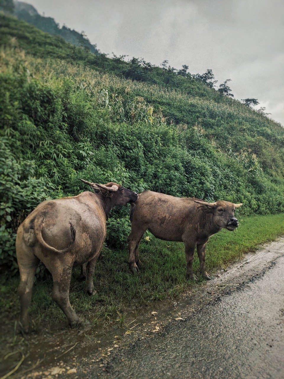 Vietnam - Sa Pa - 