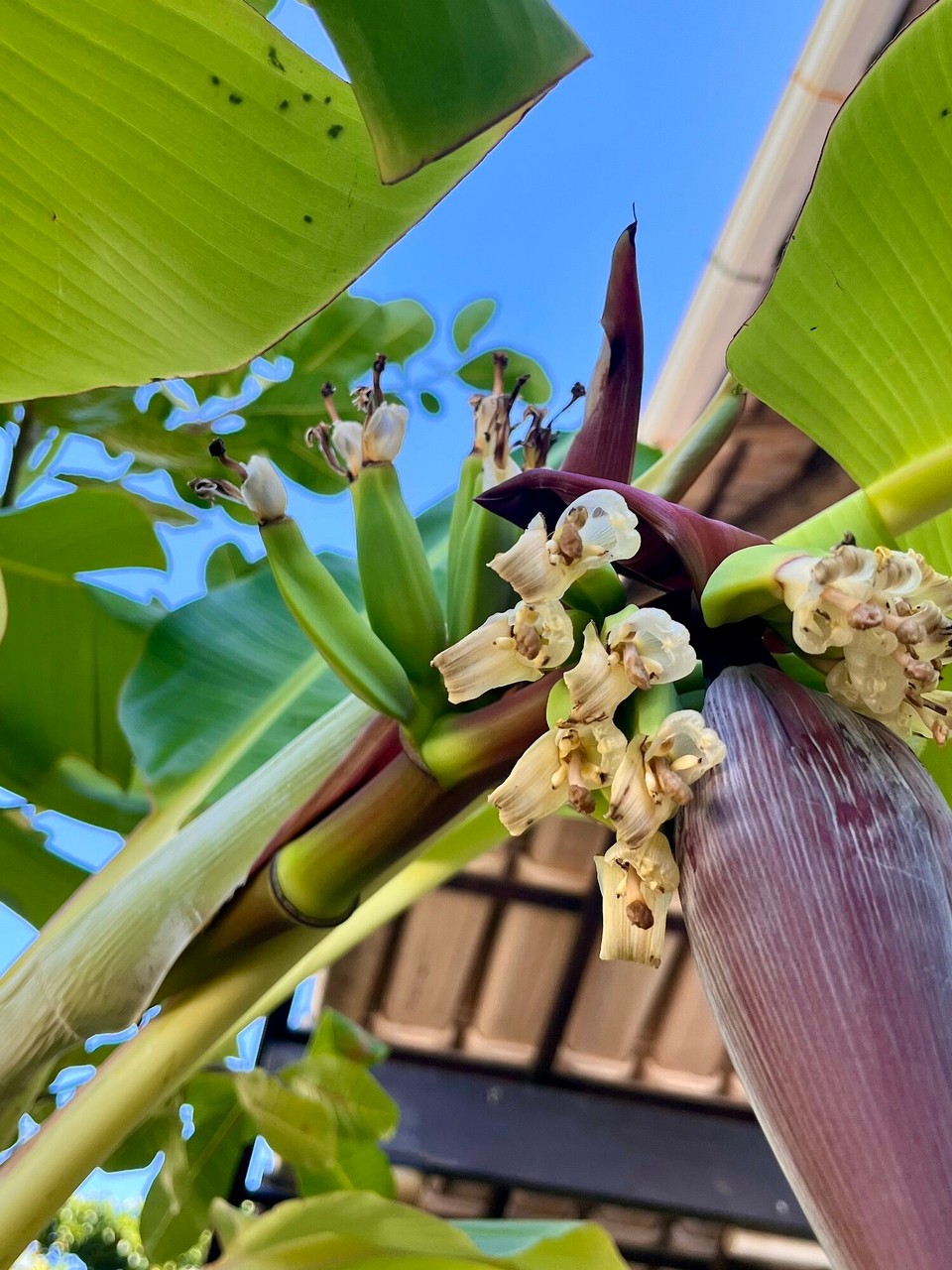 Brasilien - Salvador - 