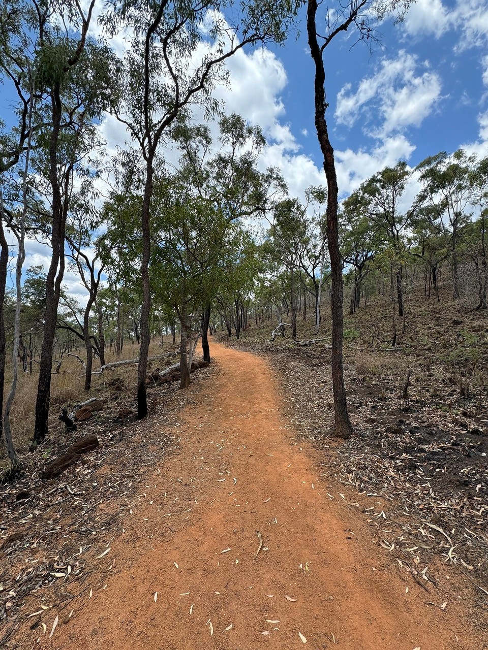 Australien - Mount Surprise - 