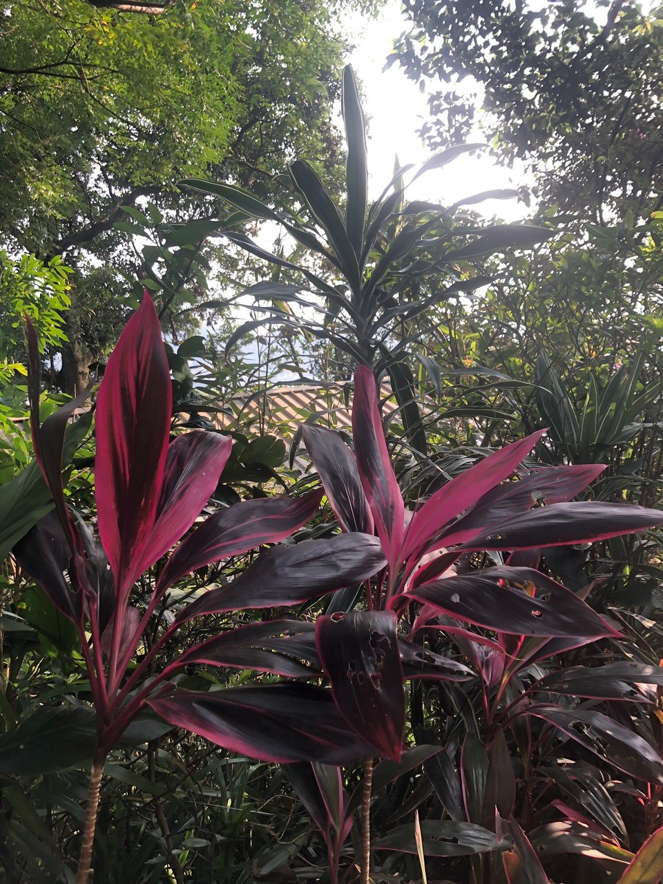 Taiwan - Zhongzheng District - 