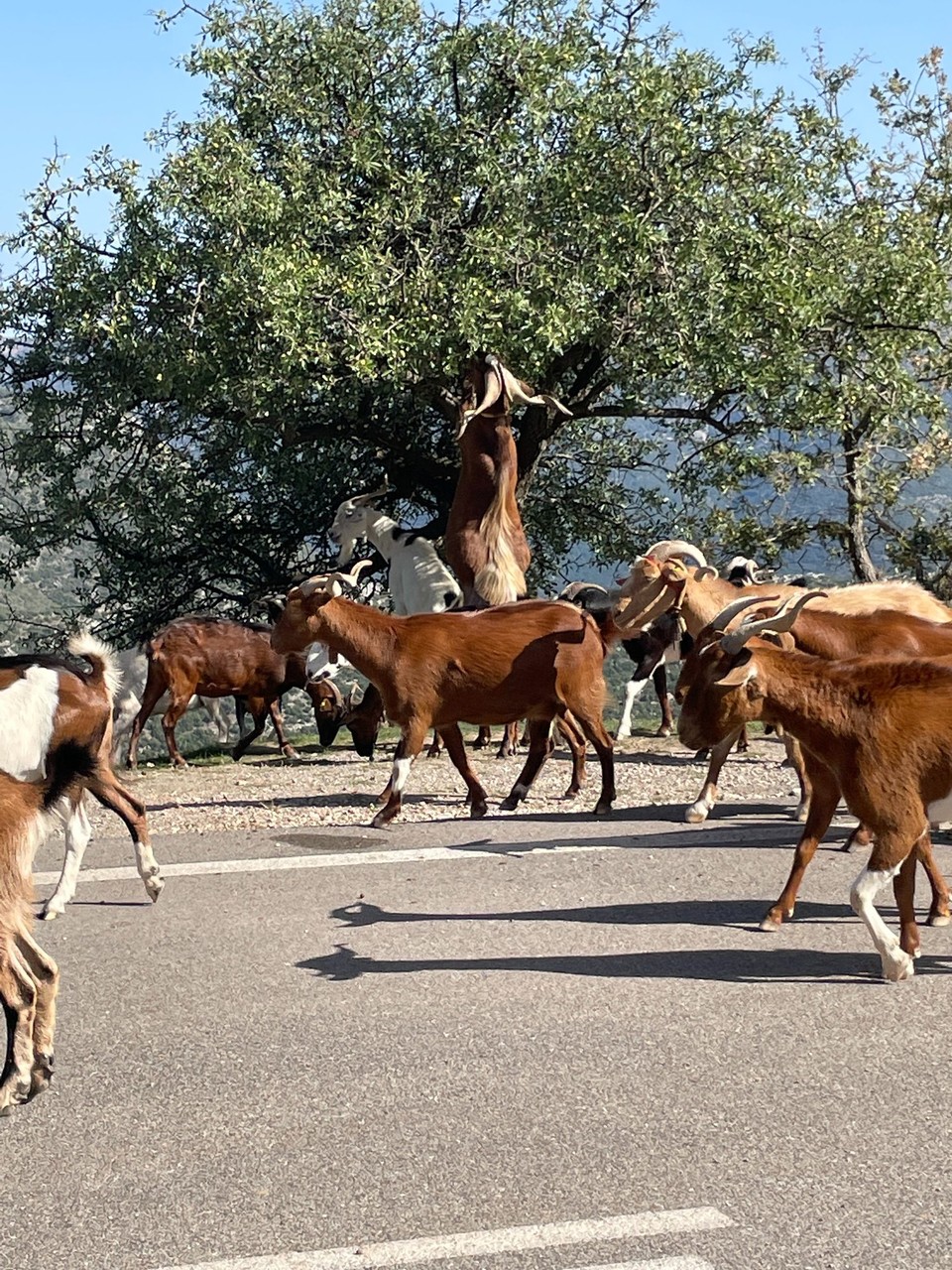 Griechenland - Kalo Nero - 