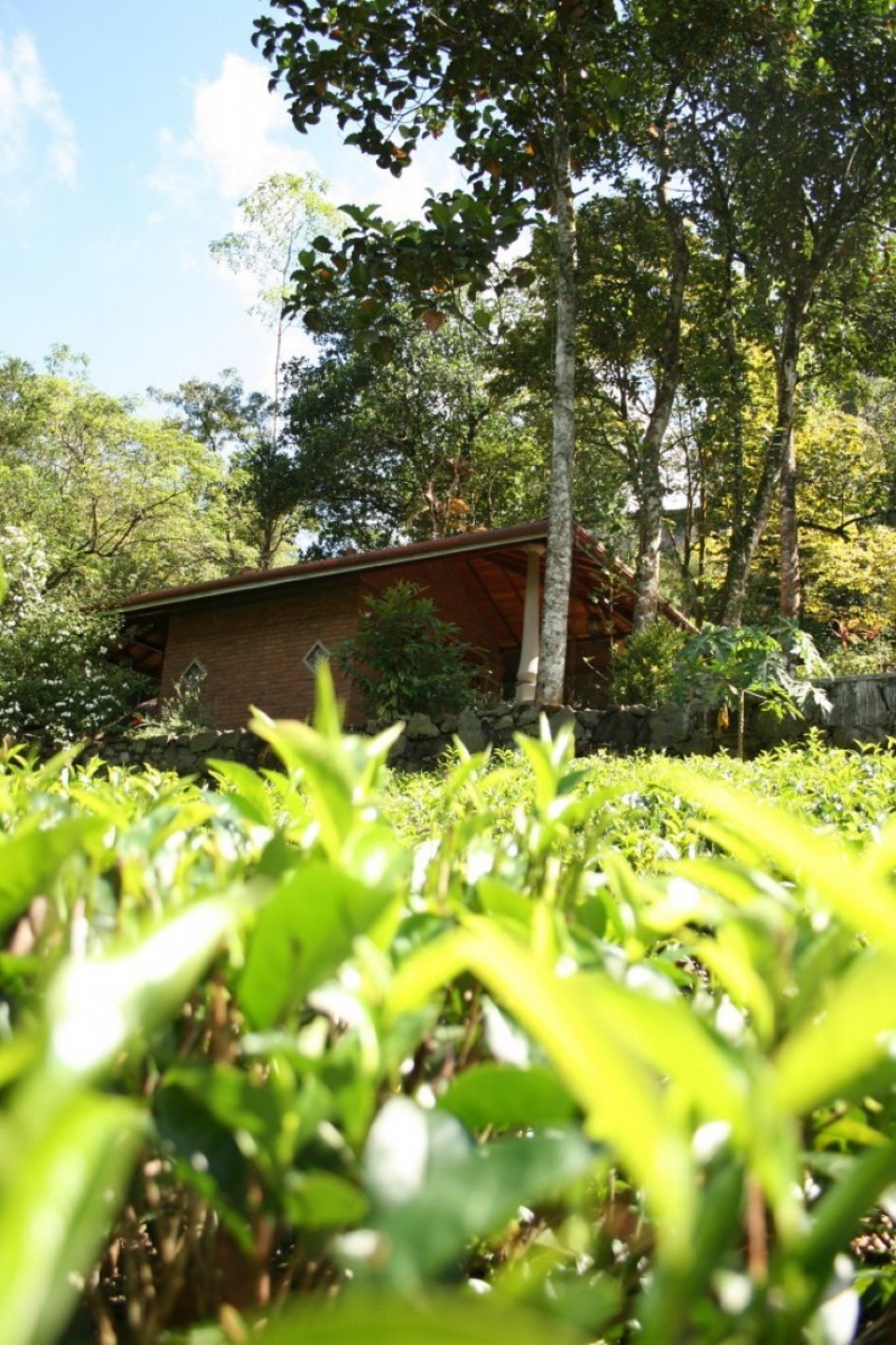 Sri Lanka - Yattapatha - Pelawatta - 