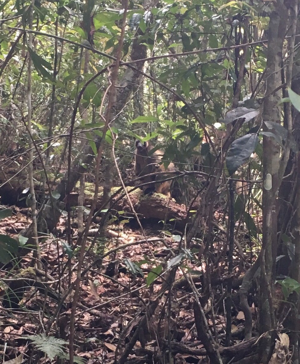  - Ausztrália, Atherton Tablelands - Tree Kangaroo!!!