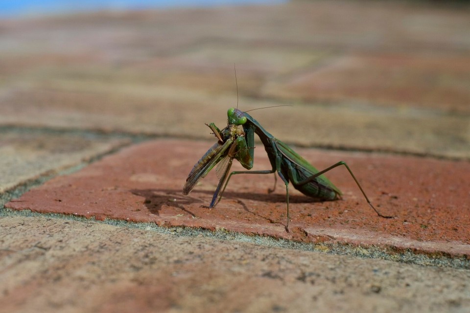 Portugal - Aljezur - 