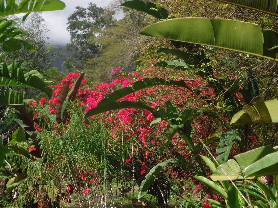 Costa Rica - Liberia - 