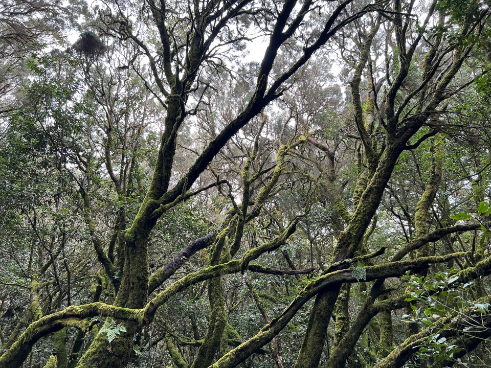 Spanien - Vallehermoso - 