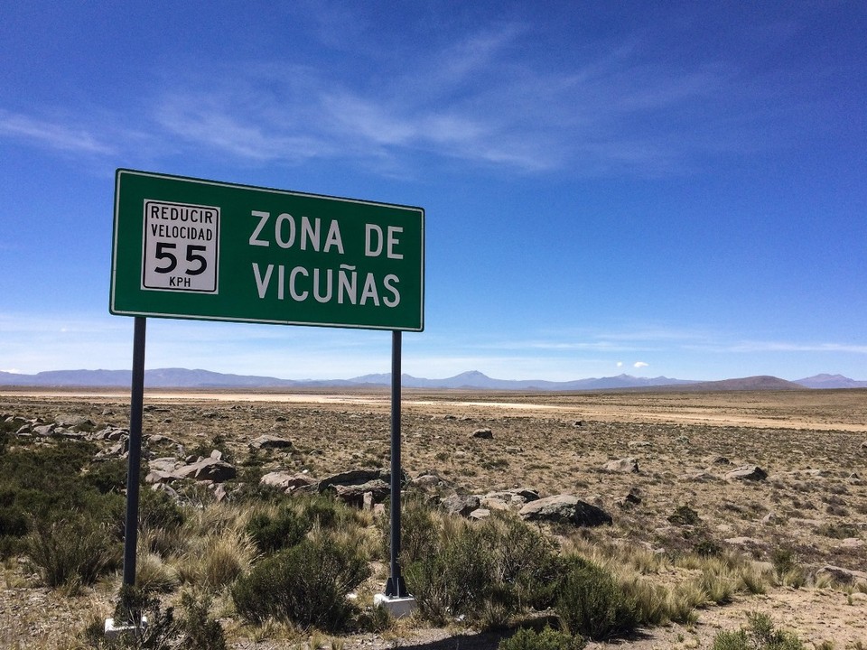 Peru - Chivay - kurzer weiterer Stopp bei den Vicunias 